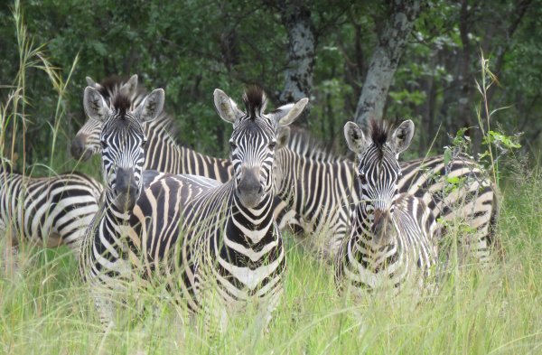 zebra mukuvisi